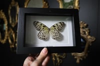 Image 1 of Giant Wood Nymph Butterfly
