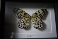 Image 2 of Giant Wood Nymph Butterfly