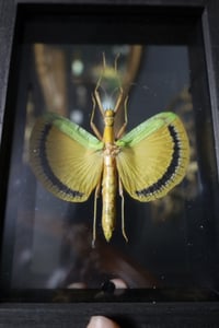 Image 2 of Yellow Umbrella Stick Insect