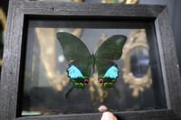 Image 2 of Jungle Jade Swallowtail (5x7)