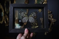 Image 1 of Giant Wood Nymph Butterfly (5x7)
