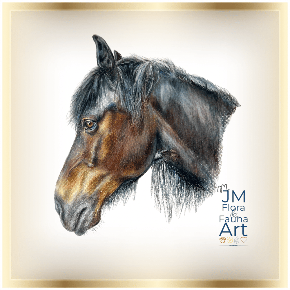 Image of Equine