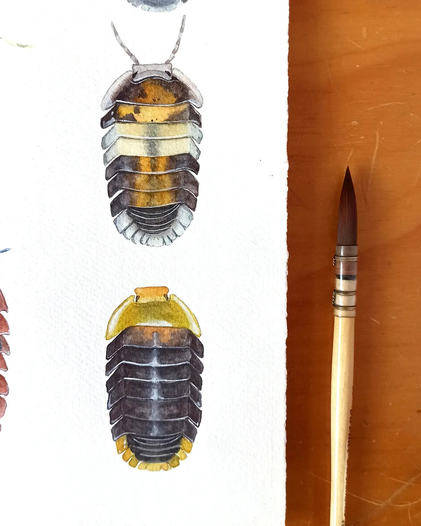 Image of Isopods Study ORIGINAL ARTWORK 