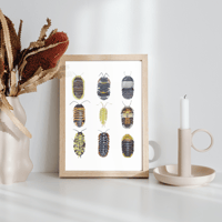 Image 5 of Isopods Study Watercolor Illustration PRINT 