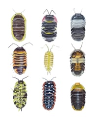 Image 6 of Isopods Study Watercolor Illustration PRINT 