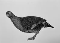 Image 1 of Grey Partridge Original Lino Print