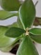 Image of Little Star Necklace