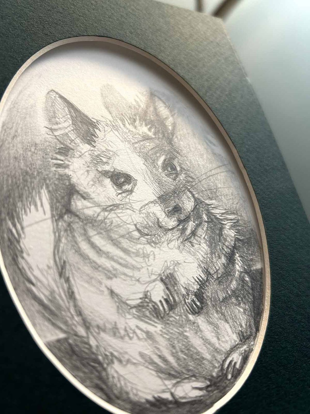 Chinchilla – graphite drawing