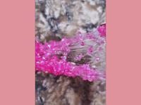 Image 5 of Neon Pink Crunch