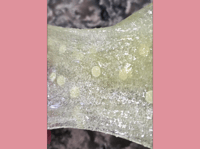 Image 3 of Lemon Tea