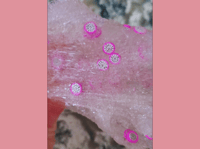 Image 4 of Dragon Fruit Tarte