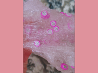 Image 5 of Dragon Fruit Tarte