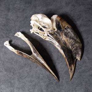 Image of Black-Casqued Hornbill Skull (male)