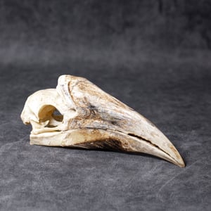 Image of White-Thighed Hornbill Skull (female)