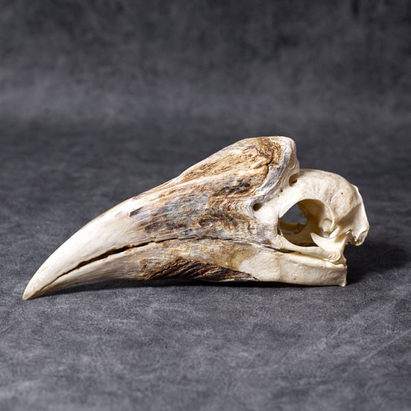 Image of White-Thighed Hornbill Skull (female)