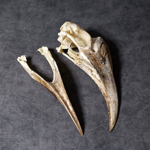 Image of White-Thighed Hornbill Skull (female)