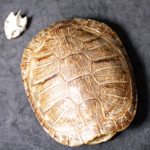 Image of Red-Eared Slider Turtle Skull + Shell