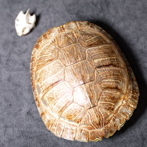 Image of Red-Eared Slider Turtle Skull + Shell