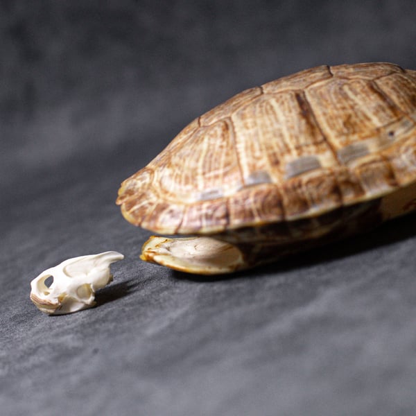 Image of Red-Eared Slider Turtle Skull + Shell