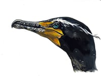 Double-crested Cormorant