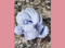Image of The Snow Collection - Cloud Lavender