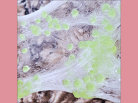 Image 5 of Glow Green Gravel