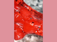Image 4 of Candied Apple Squish