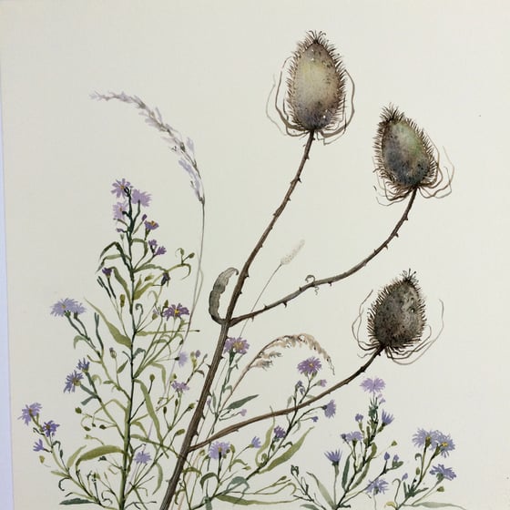 Image of Teasel and Aster- September Flower