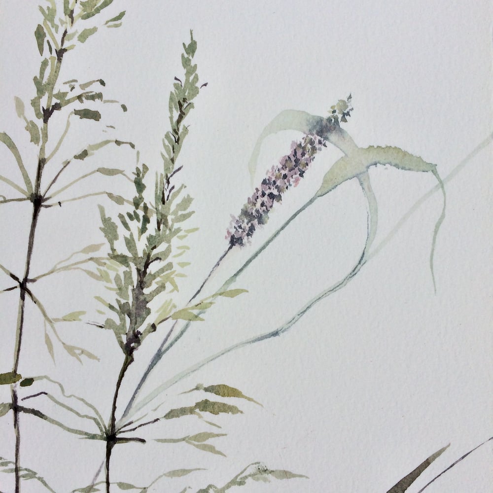 Image of Rambling 30 Hedgerow 