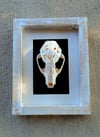5" carved raccoon skull on 9" white frame