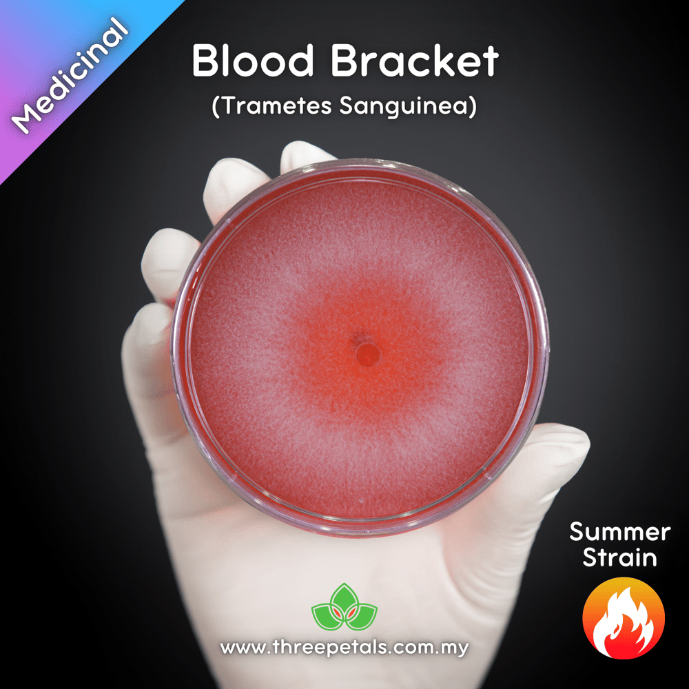 Blood Bracket (Trametes Sanguinea) Live Mycelium Mushroom Culture Spawn Seed