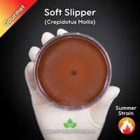 Image 1 of Soft Slipper (Crepidotus Mollis) Live Mycelium Mushroom Culture Spawn Seed