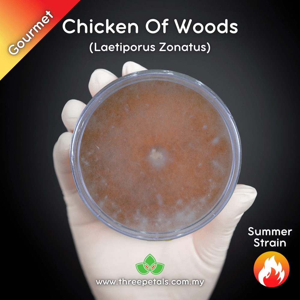 Chicken Of The Woods (Laetiporus Zonatus) Live Mycelium Mushroom Culture Spawn Seed