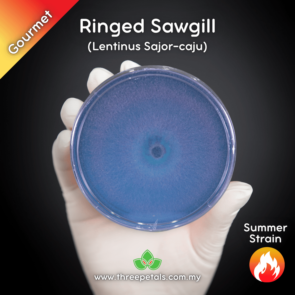 Ringed Sawgill (Lentinus Sajor-caju) Live Mycelium Mushroom Culture Spawn Seed