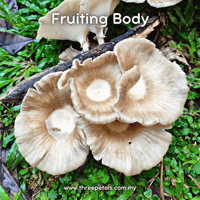 Image 2 of Ringed Sawgill (Lentinus Sajor-caju) Live Mycelium Mushroom Culture Spawn Seed