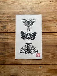Image 1 of Three Moths