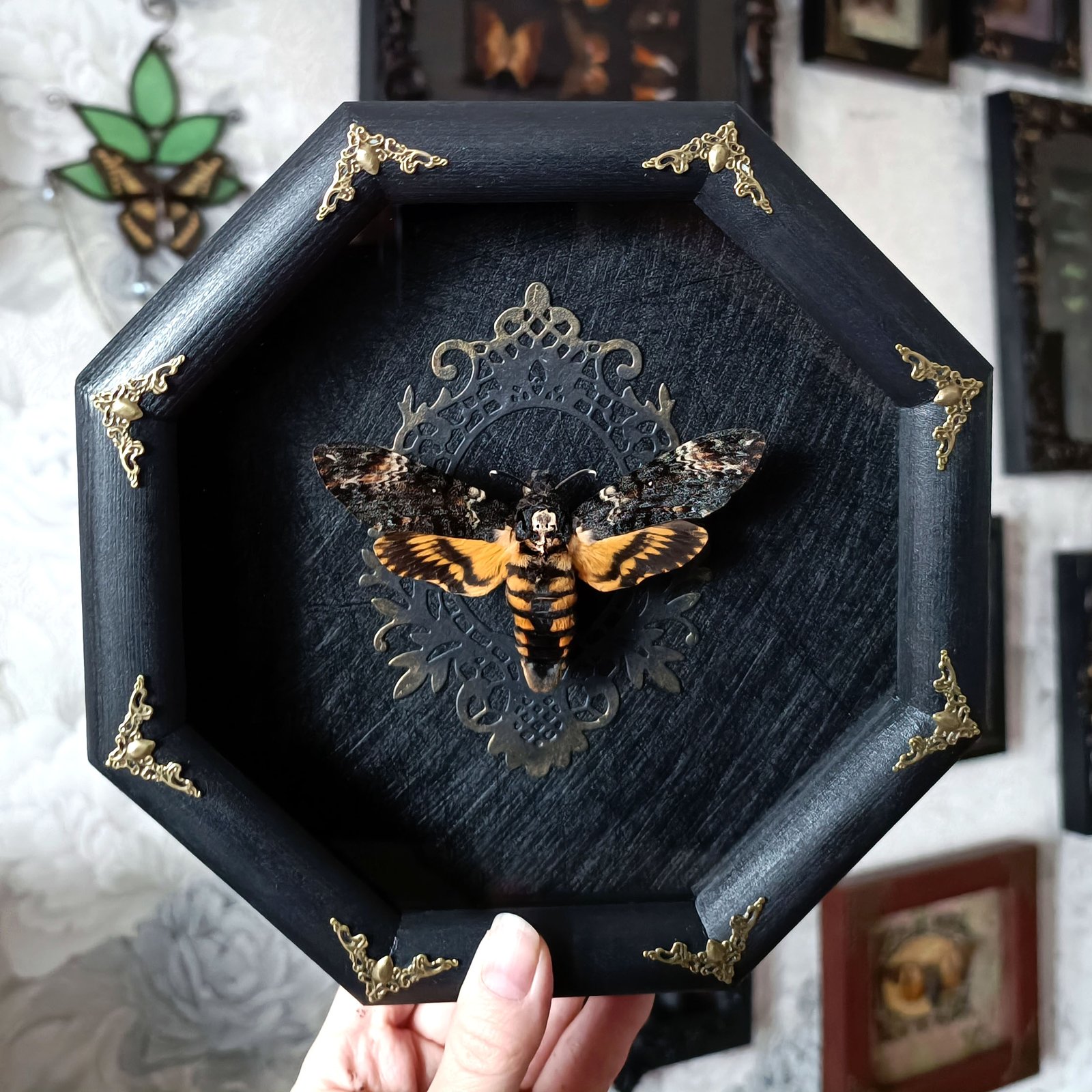 Death Head Moth selling Framed