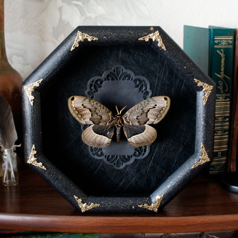 Brahmin moth in octagon frame