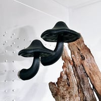 Image 4 of FHOS - Magic Mushrooms