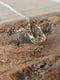 Image of Hammered Oval Pendant Necklace