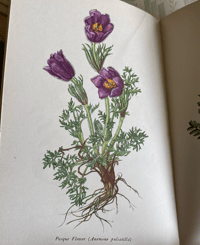 Image 2 of Wild flowers of the chalk vintage King Penguin book