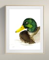 Mallard in the Water