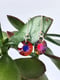 Image of Dainty Rainbow Earrings