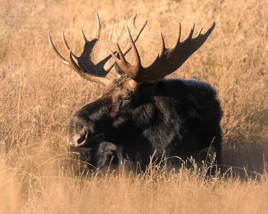 Image of Lord of the Forest