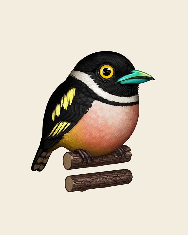 Image of Black-and-yellow Broadbill