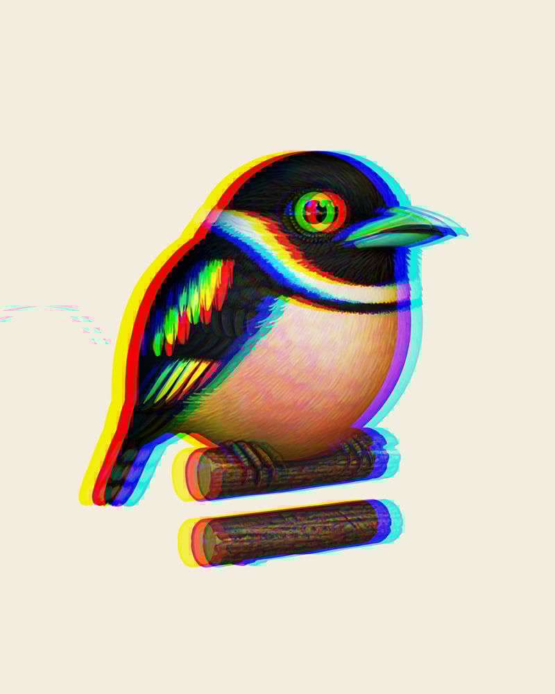 Image of Black-and-yellow Broadbill (Mystery Variants) 