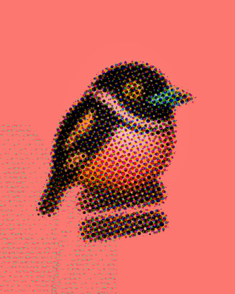 Image of Black-and-yellow Broadbill (Mystery Variants) 
