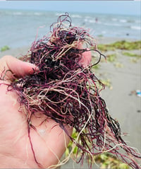 Image 3 of SEAMOSS (GENUS GRACILARIA)