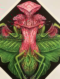 Image 3 of CARNIVOROUS MANTIS 12x12 print 