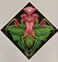 Image 1 of CARNIVOROUS MANTIS 12x12 print 